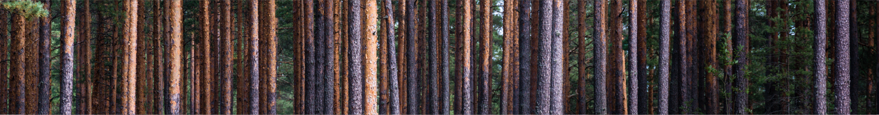 Tall trees in a forest to represnt wood effect vinyl wrap