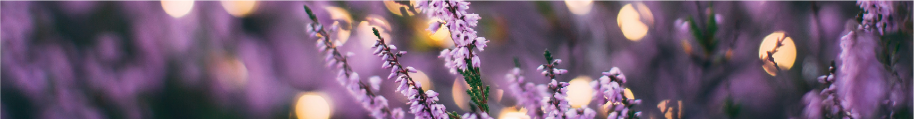 Purple flowers background to represent floral window film