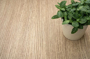 NF32 Almond Oak Cover Styl' vinyl wrap | for furniture & walls